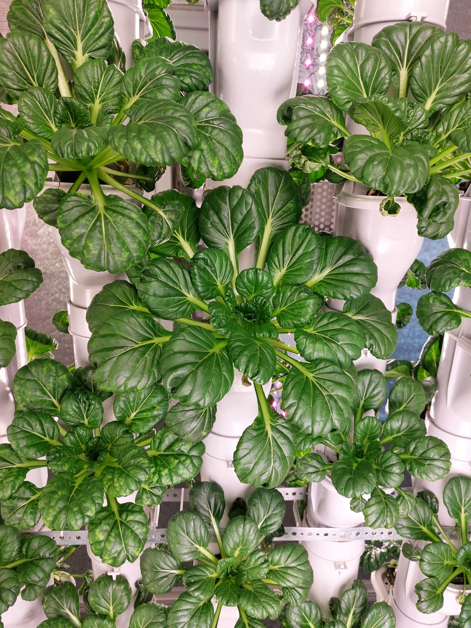 Growpipes vertical farming solution