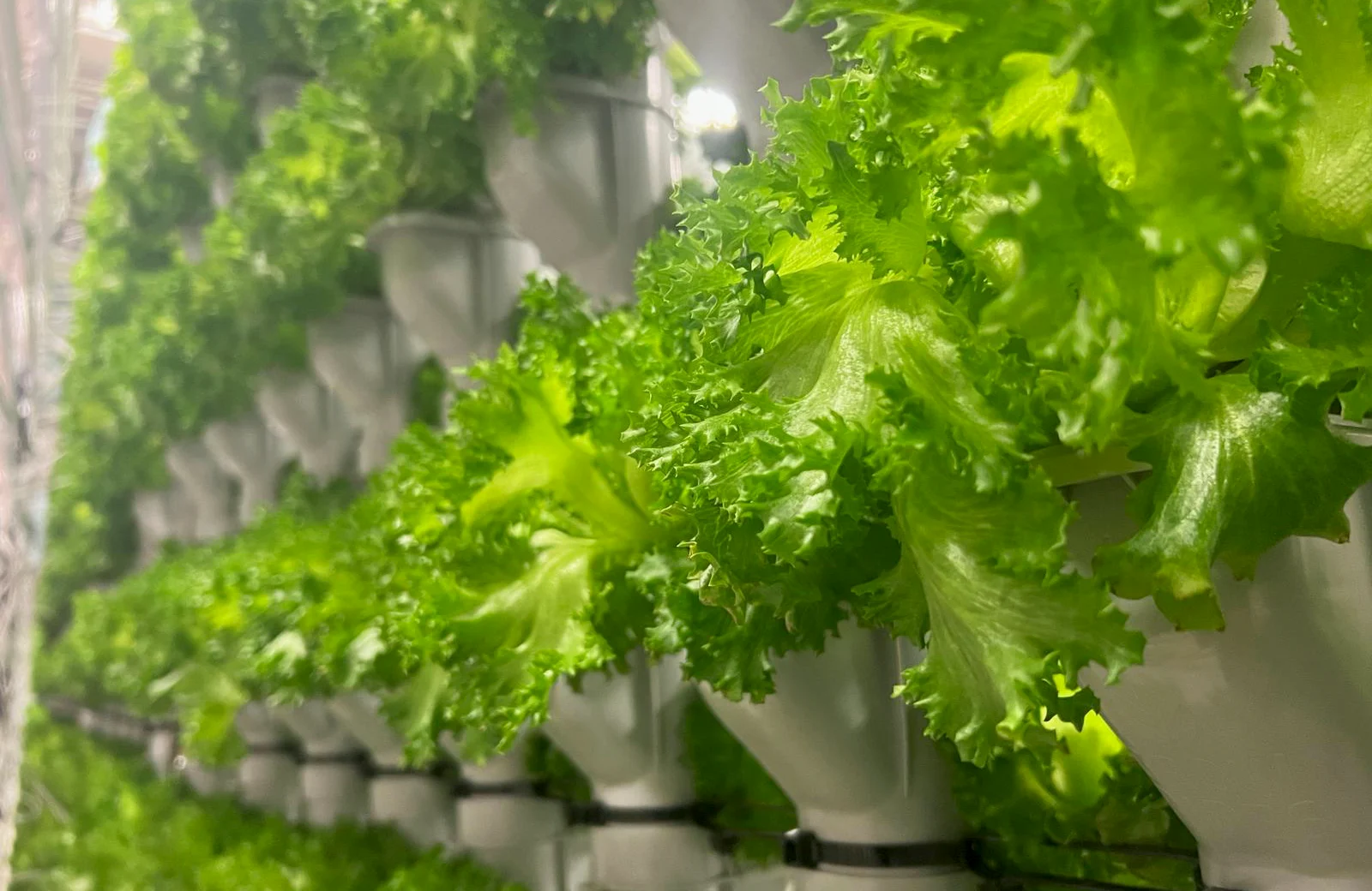 Growpipes vertical farming solution